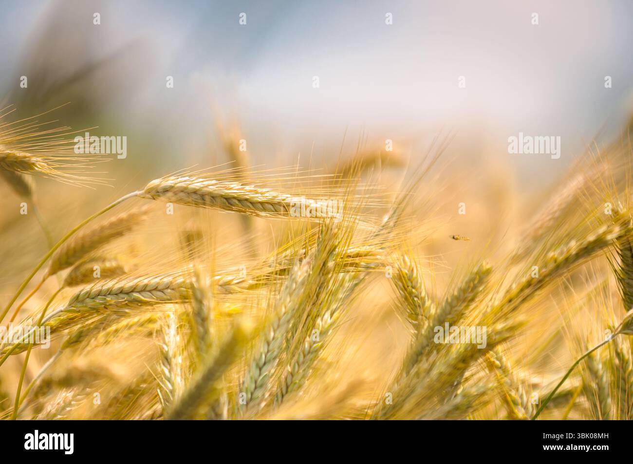 Foto di closeup di grano asciutto prima della raccolta Foto Stock