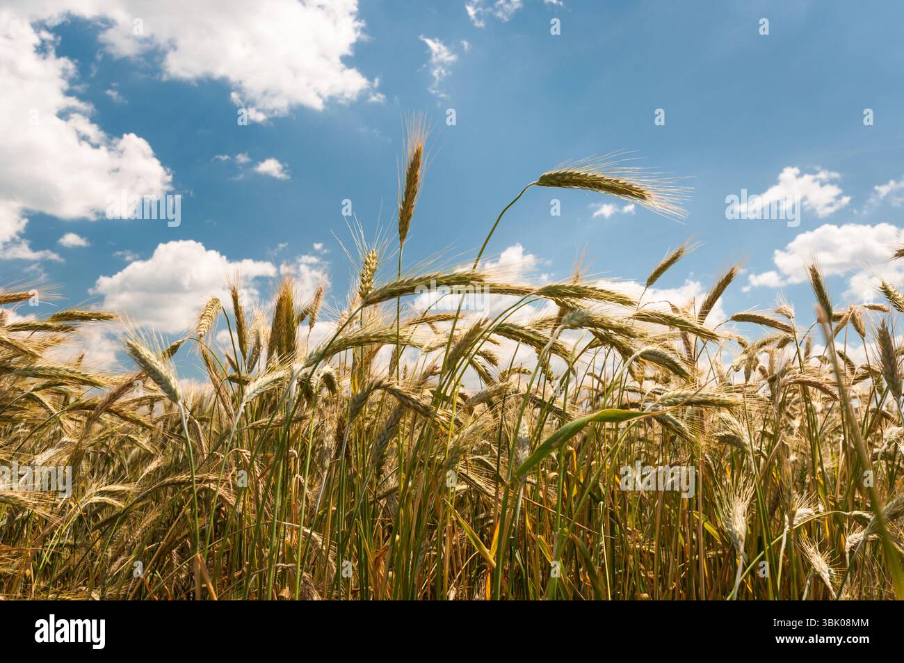Foto di closeup di grano asciutto prima della raccolta Foto Stock