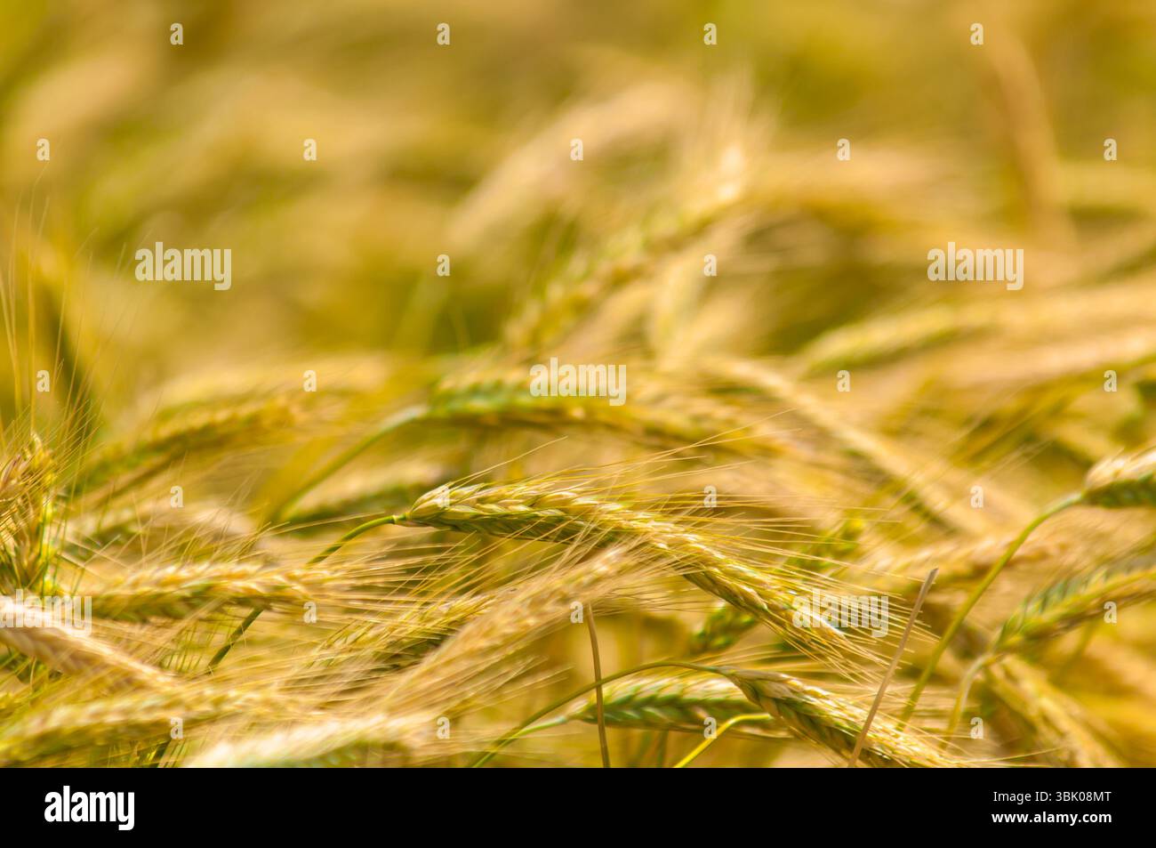 Foto di closeup di grano asciutto prima della raccolta Foto Stock