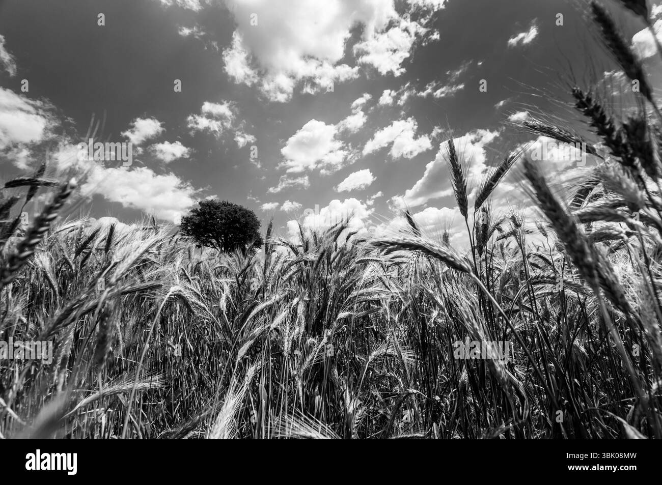 Foto di closeup di grano asciutto prima della raccolta Foto Stock