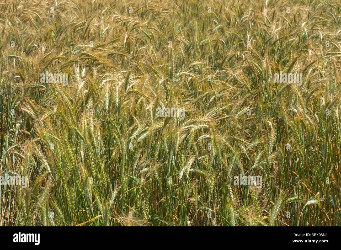 Foto di closeup di grano asciutto prima della raccolta Foto Stock