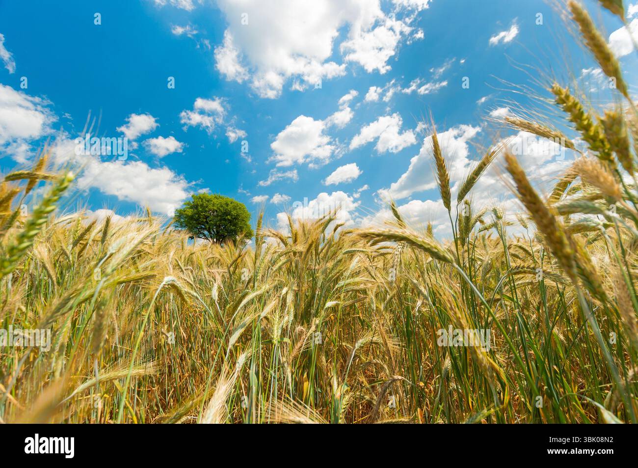 Foto di closeup di grano asciutto prima della raccolta Foto Stock