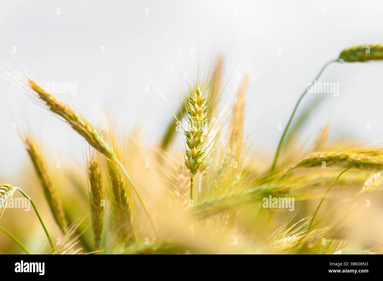 Foto di closeup di grano asciutto prima della raccolta Foto Stock