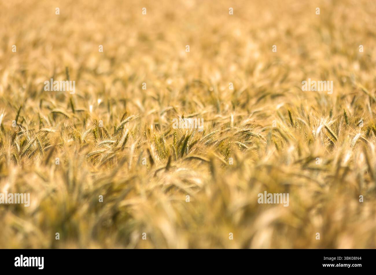 Foto di closeup di grano asciutto prima della raccolta Foto Stock