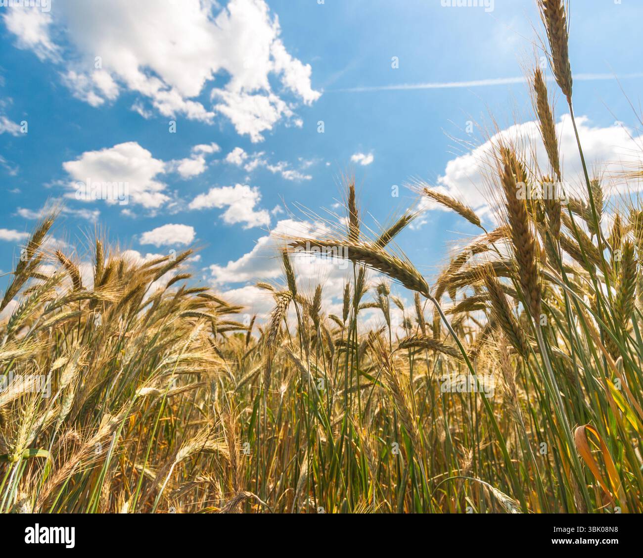 Foto di closeup di grano asciutto prima della raccolta Foto Stock