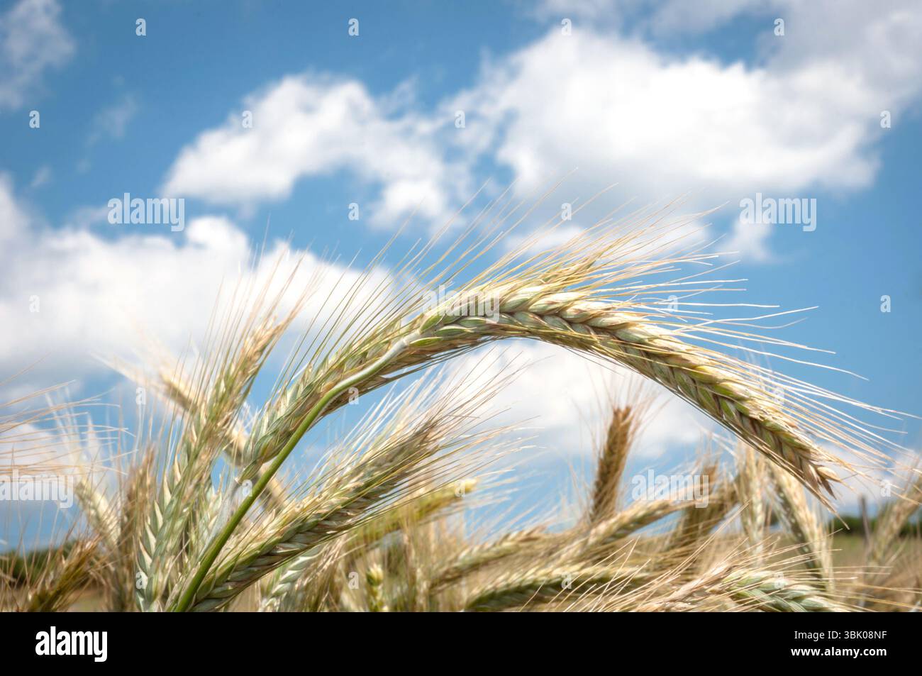 Foto di closeup di grano asciutto prima della raccolta Foto Stock