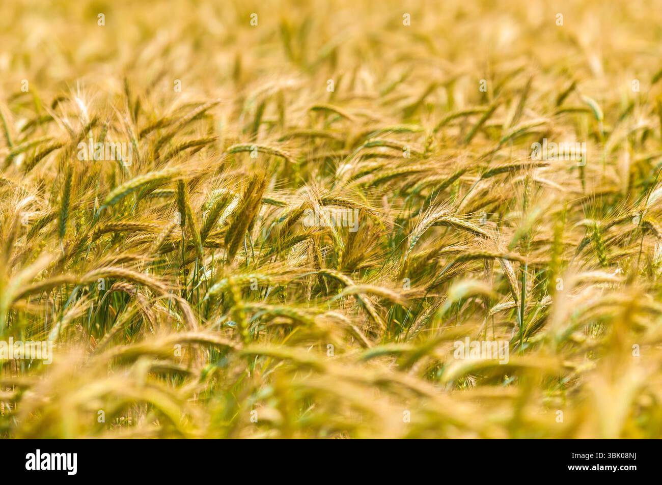 Foto di closeup di grano asciutto prima della raccolta Foto Stock