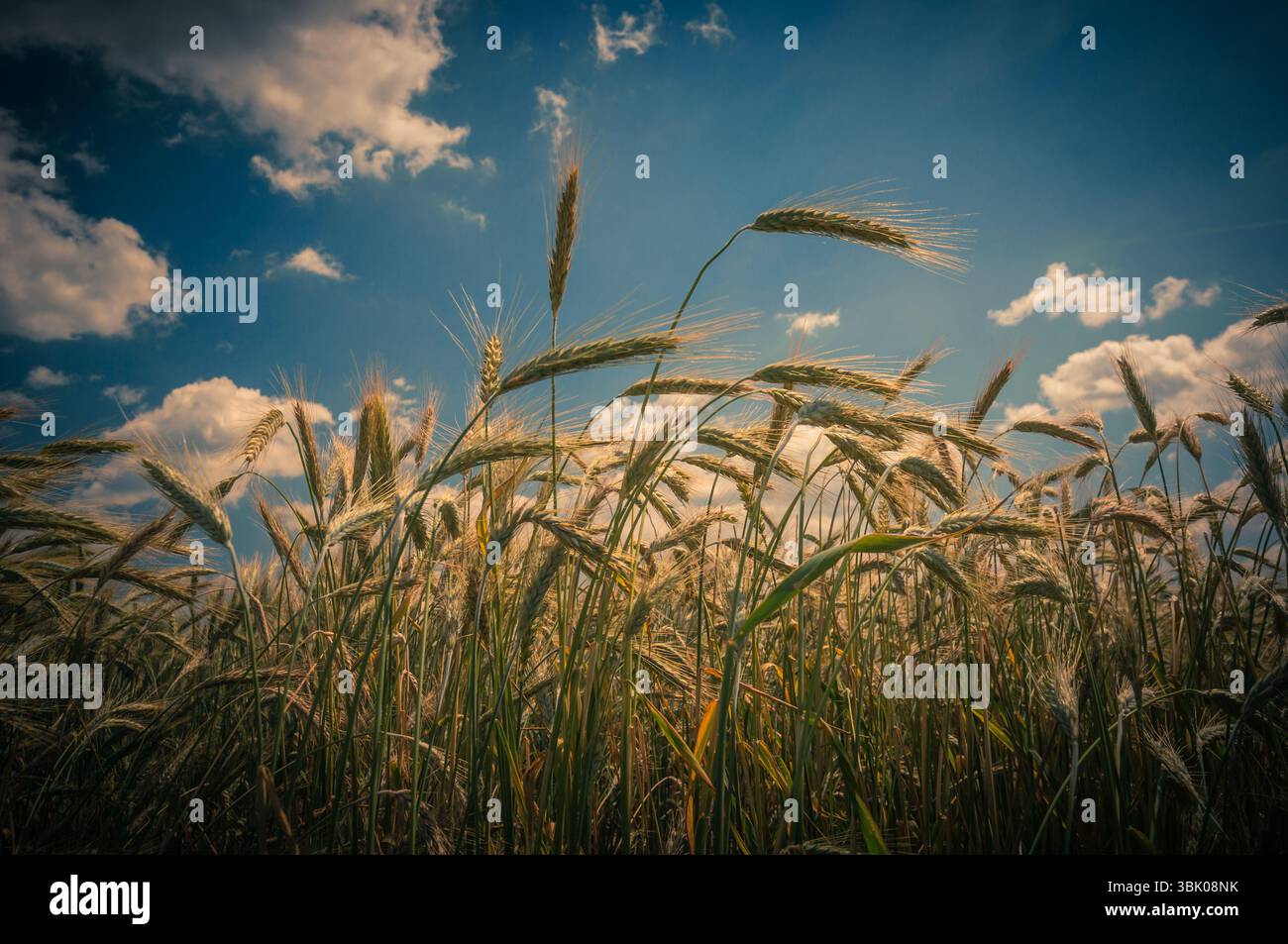 Foto di closeup di grano asciutto prima della raccolta Foto Stock