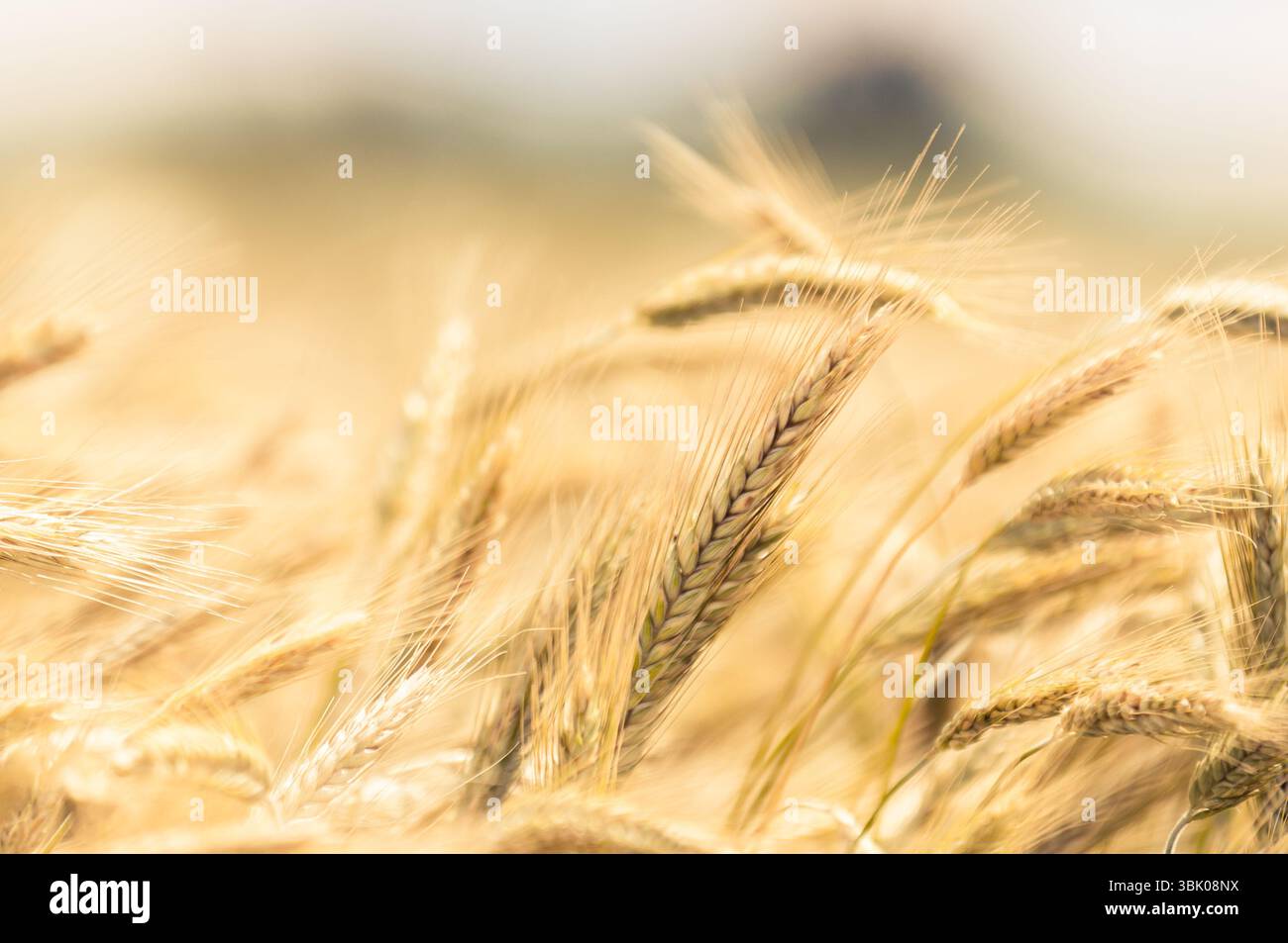 Foto di closeup di grano asciutto prima della raccolta Foto Stock