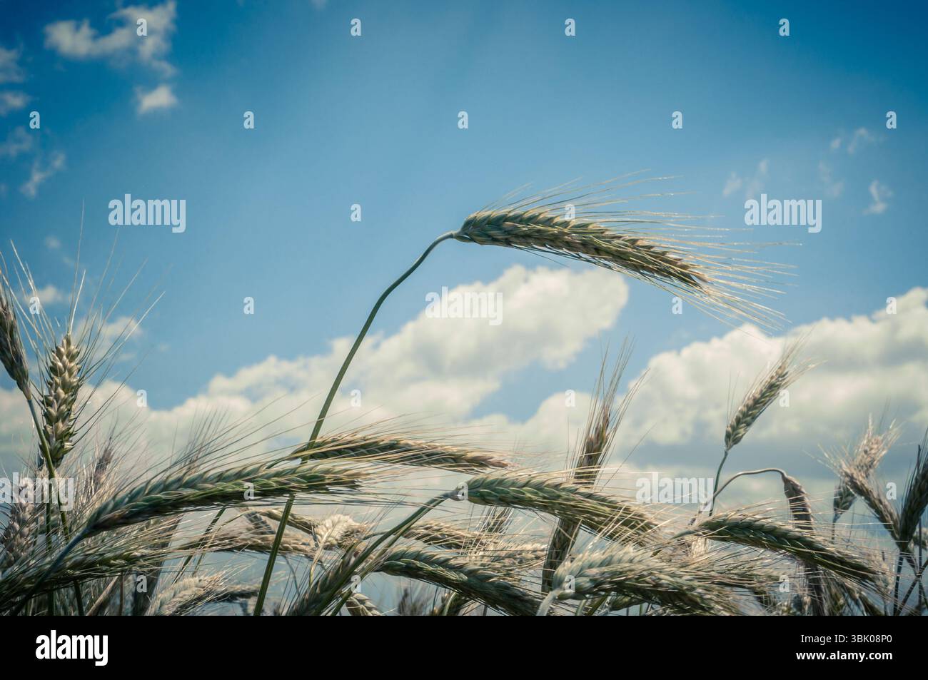 Foto di closeup di grano asciutto prima della raccolta Foto Stock