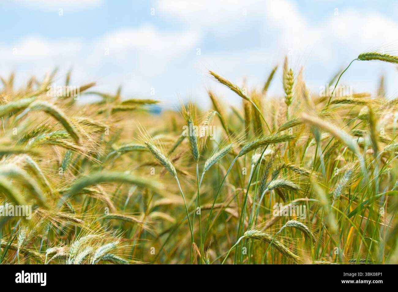 Foto di closeup di grano asciutto prima della raccolta Foto Stock