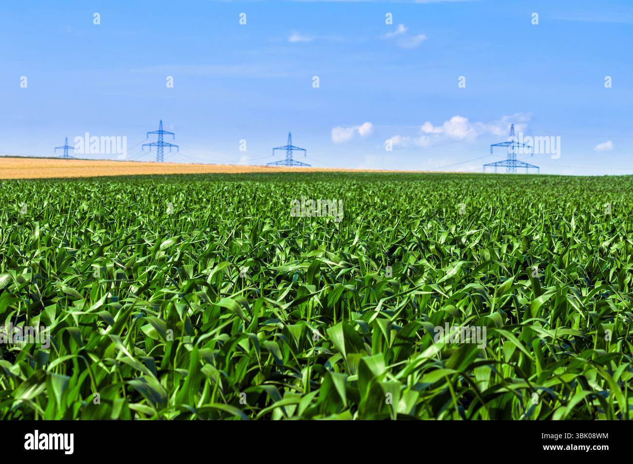 Terreni agricoli industriali prima della raccolta in colori vivaci Foto Stock