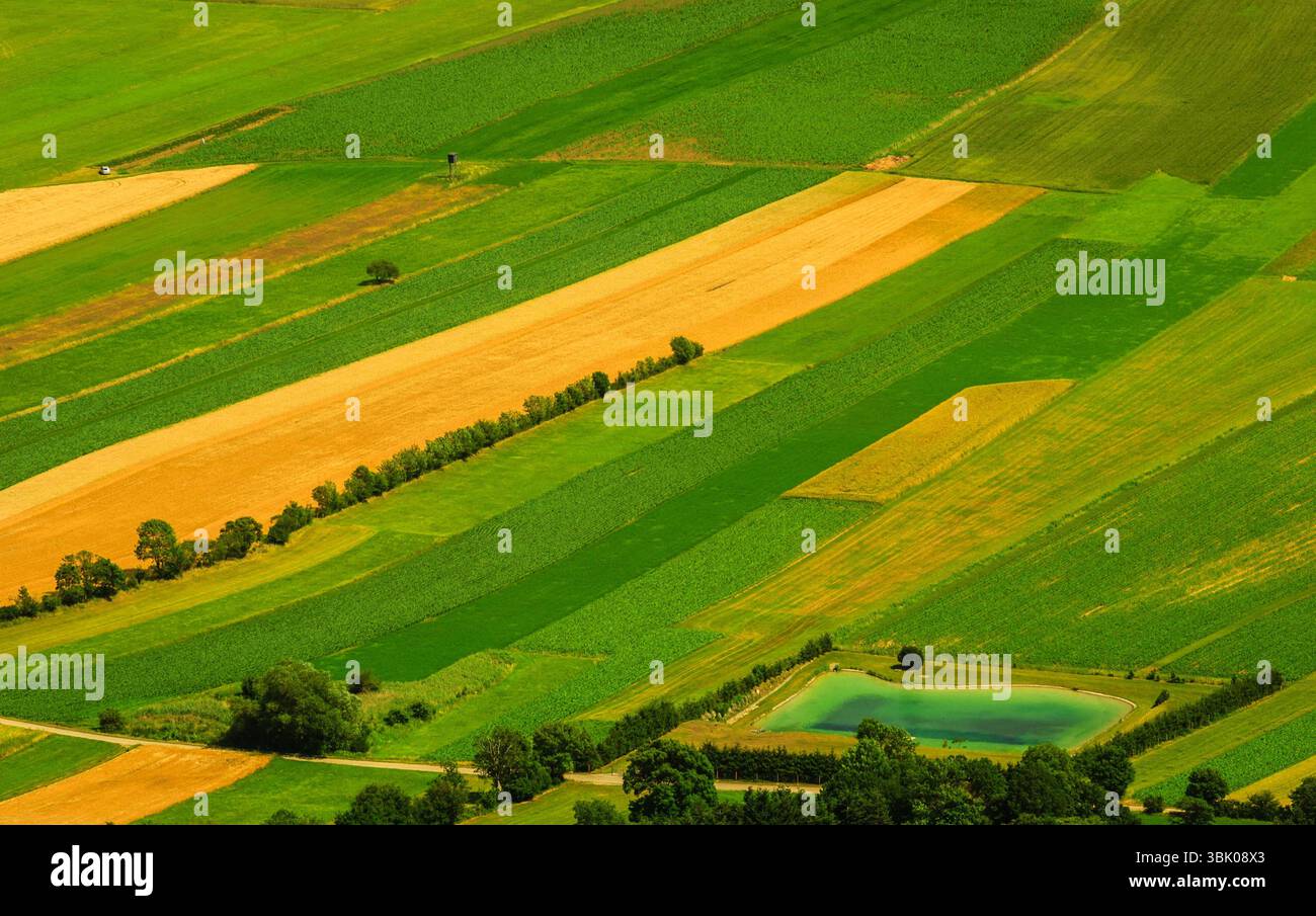 Verdi campi vista aerea prima del raccolto in estate Foto Stock