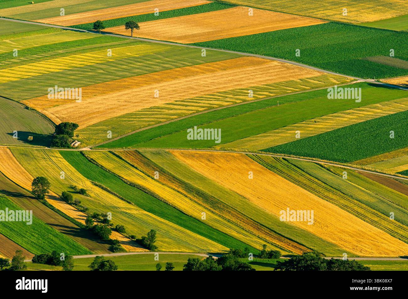 Vista aerea dei campi verdi prima del raccolto Foto Stock
