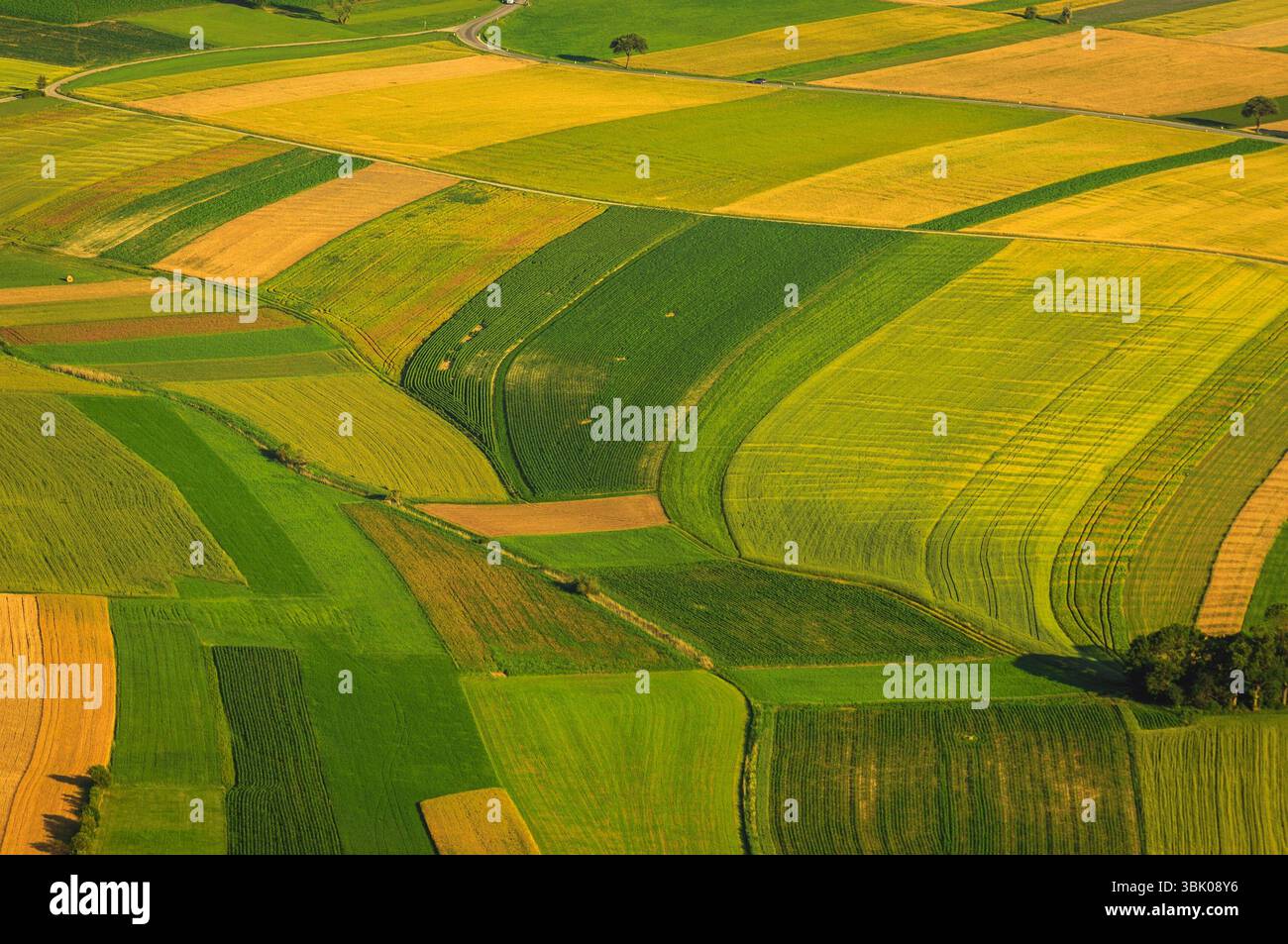 Verdi campi vista aerea prima del raccolto in estate Foto Stock