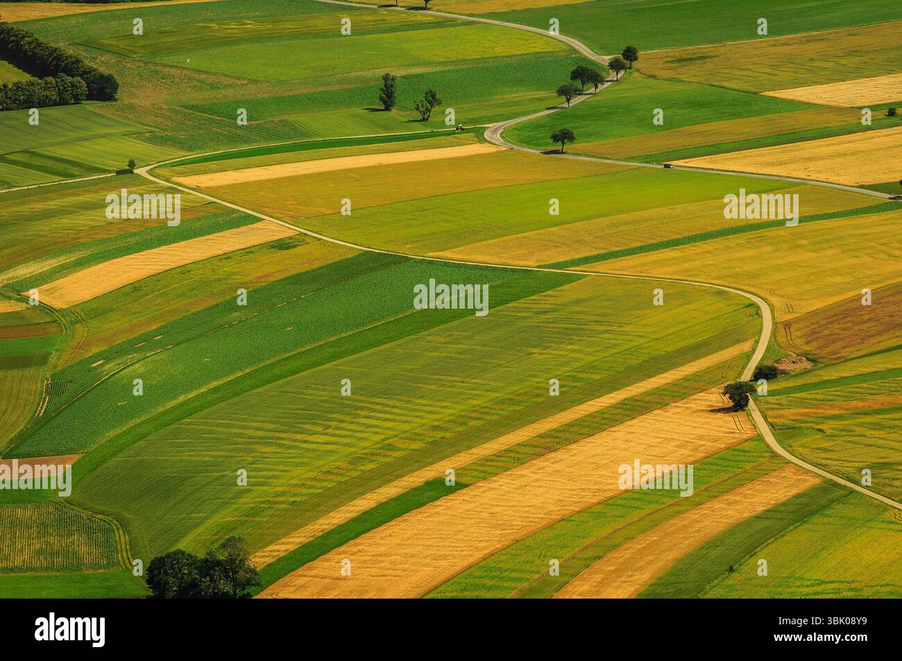 Verdi campi vista aerea prima del raccolto in estate Foto Stock