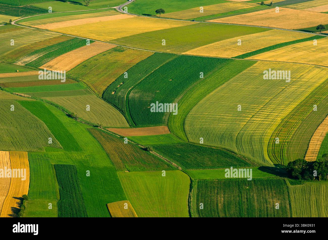 Verdi campi vista aerea prima del raccolto in estate Foto Stock