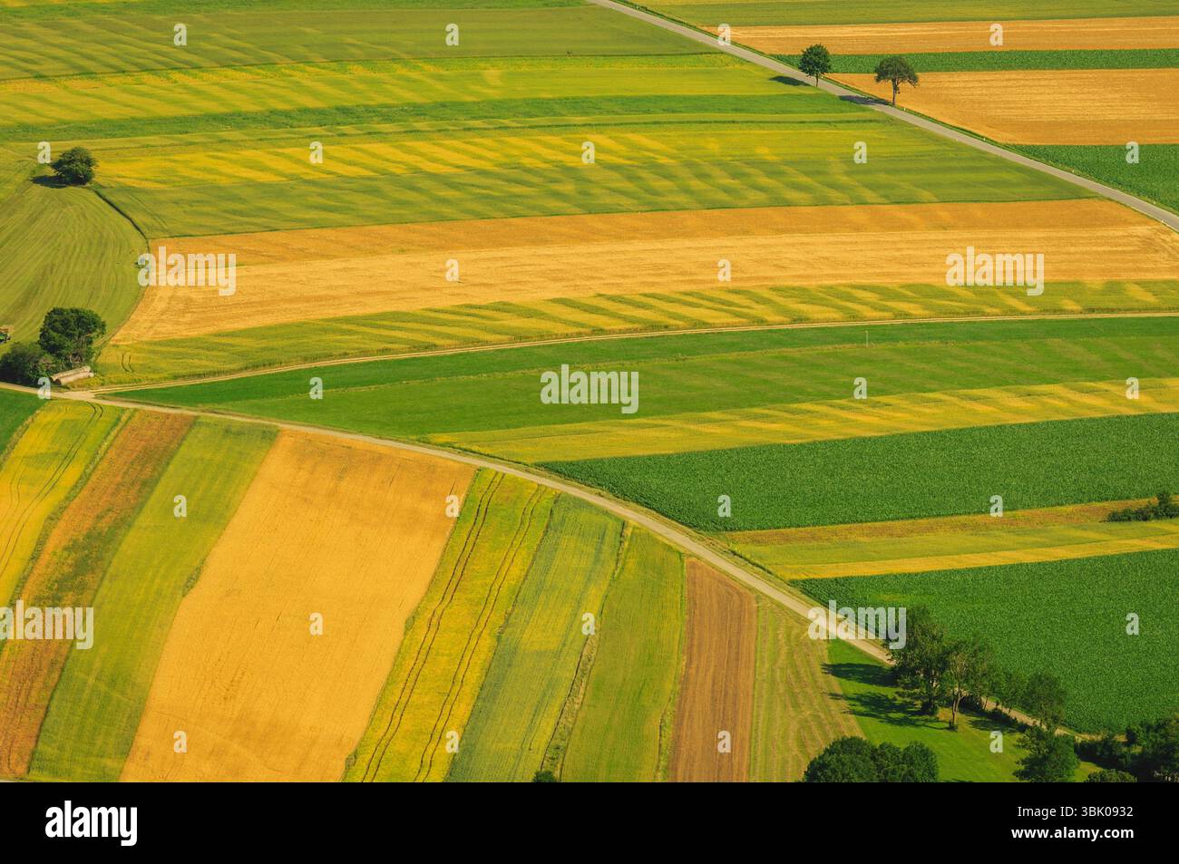 Verdi campi vista aerea prima del raccolto in estate Foto Stock