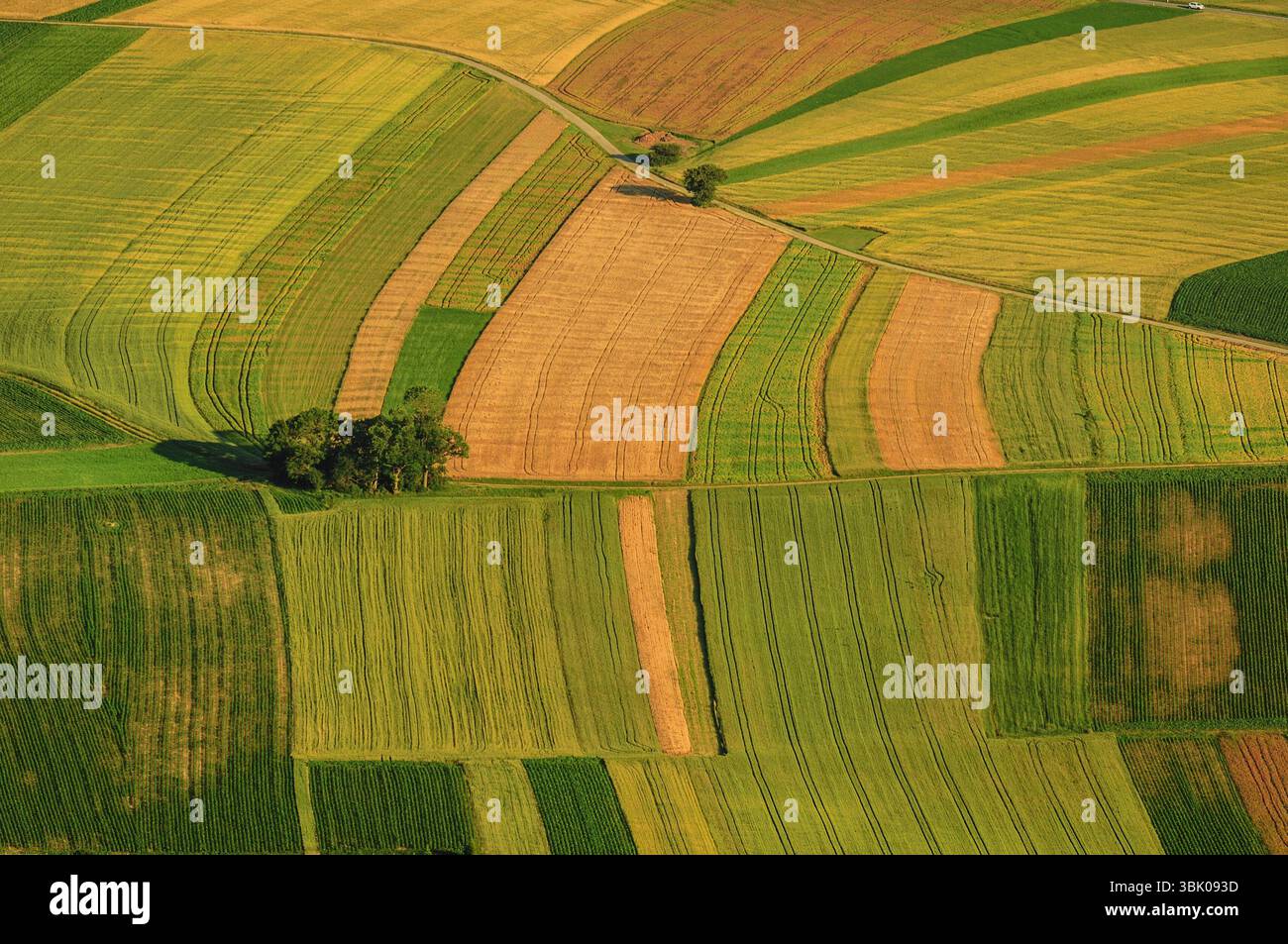 Verdi campi vista aerea prima del raccolto in estate Foto Stock