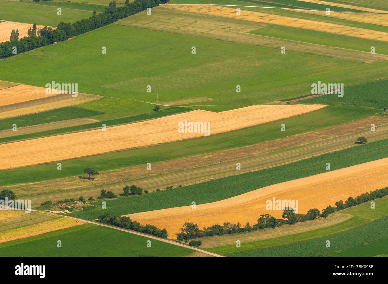Verdi campi vista aerea prima del raccolto in estate Foto Stock