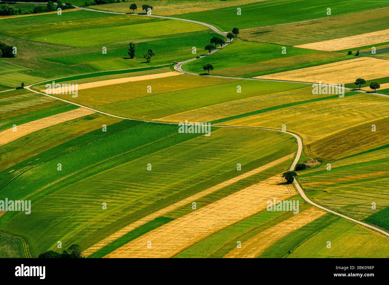 Verdi campi vista aerea prima del raccolto in estate Foto Stock