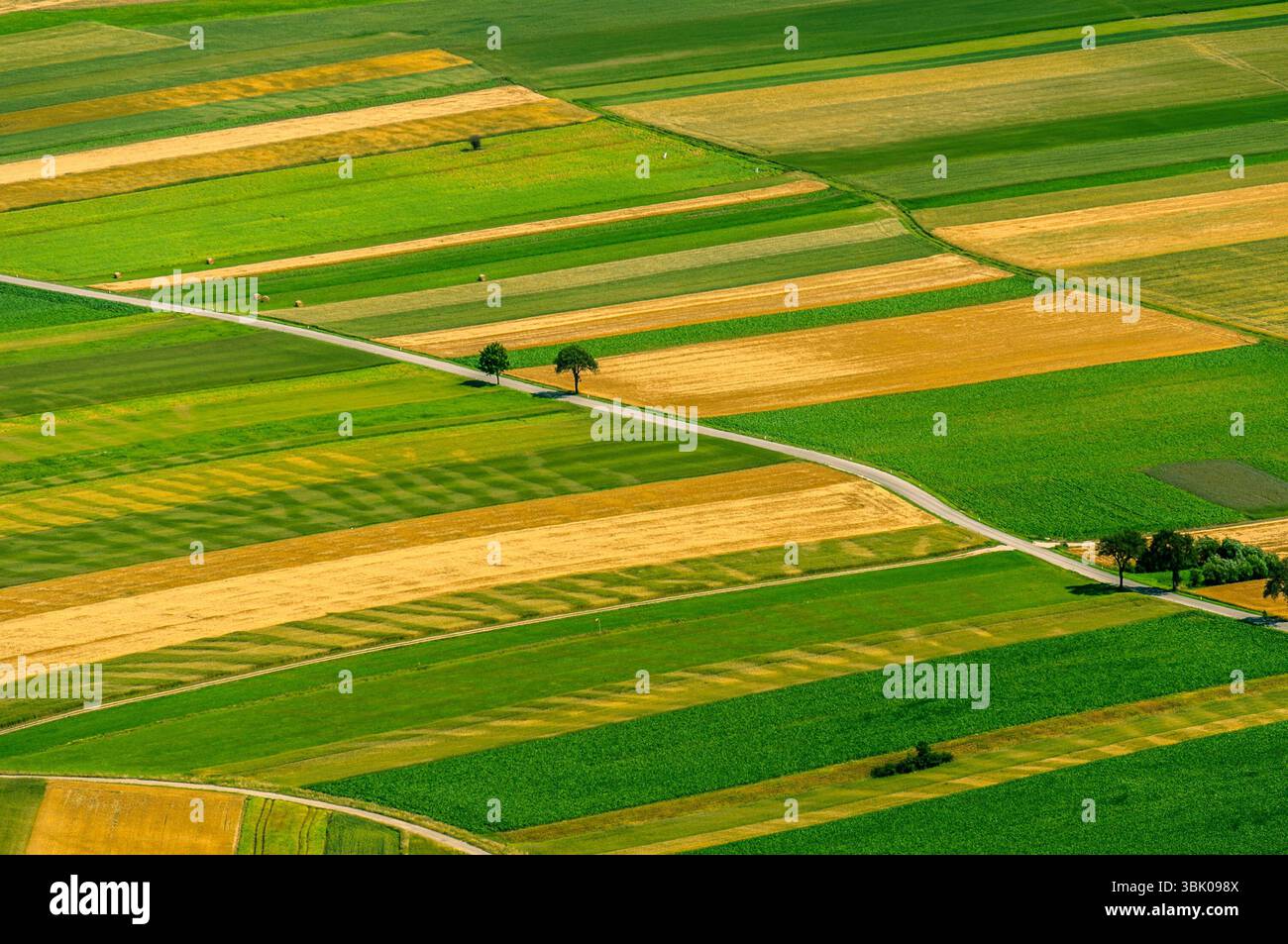 Verdi campi vista aerea prima del raccolto in estate Foto Stock