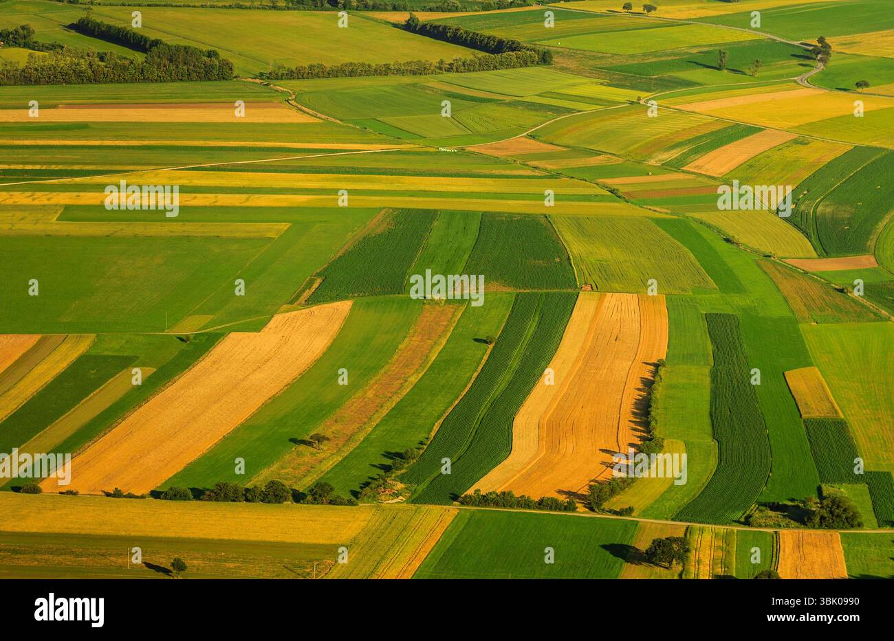 Verdi campi vista aerea prima del raccolto in estate Foto Stock