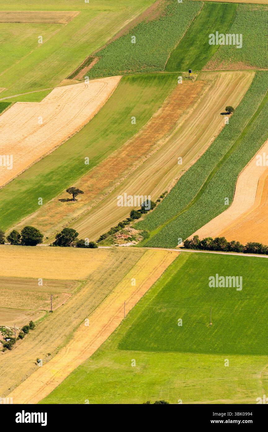 Verdi campi vista aerea prima del raccolto in estate Foto Stock