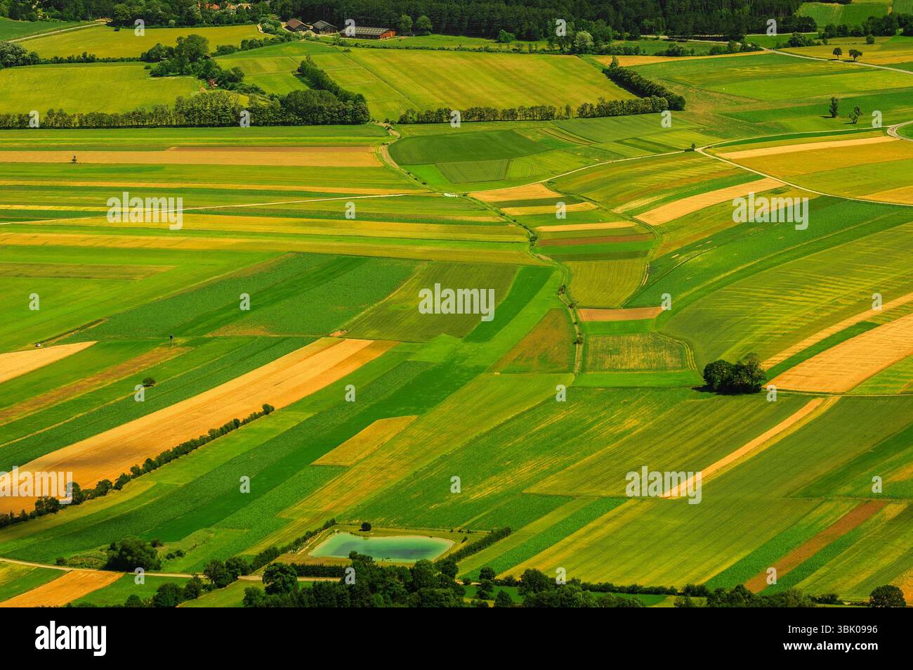 Verdi campi vista aerea prima del raccolto in estate Foto Stock