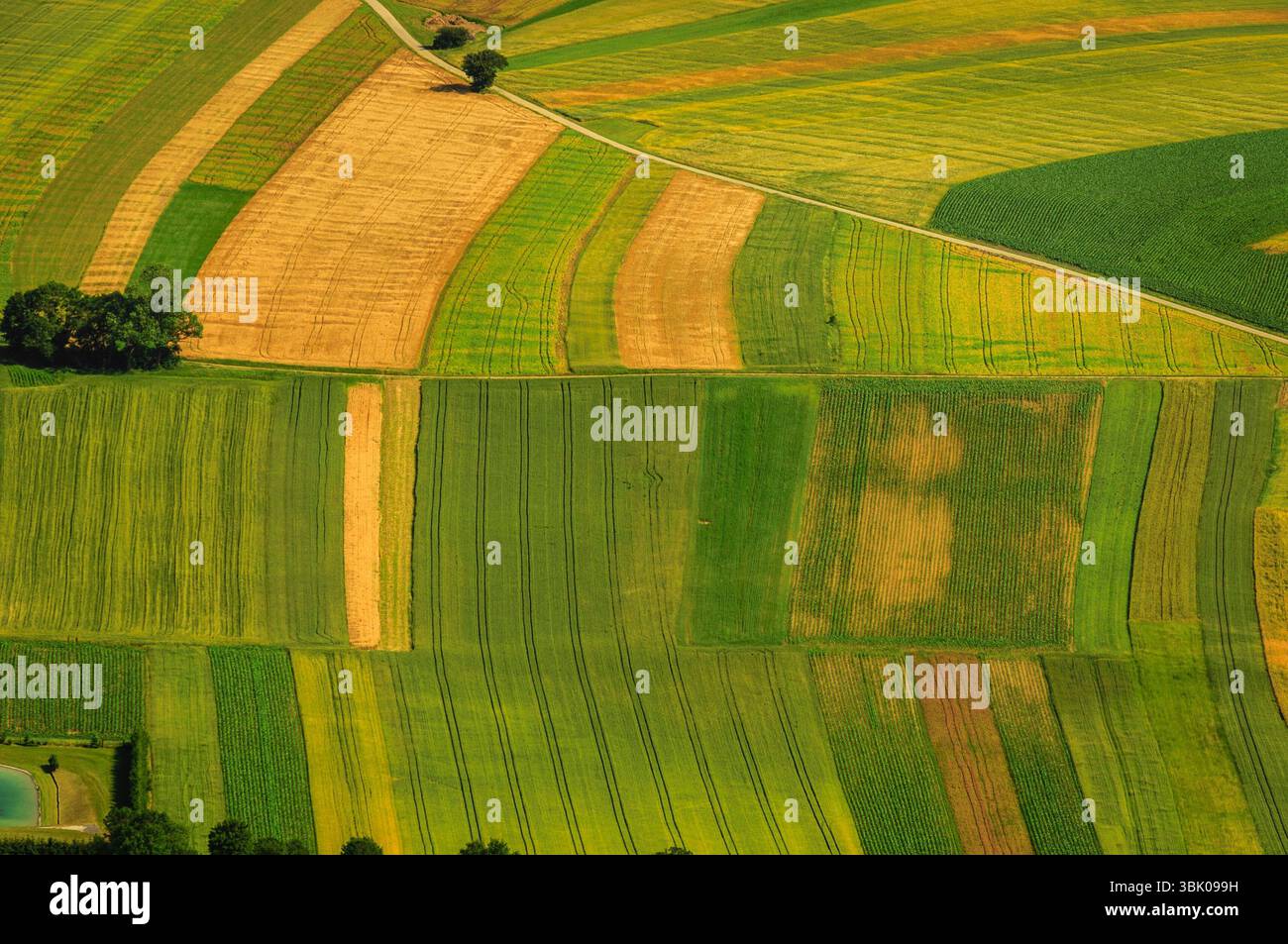 Verdi campi vista aerea prima del raccolto in estate Foto Stock