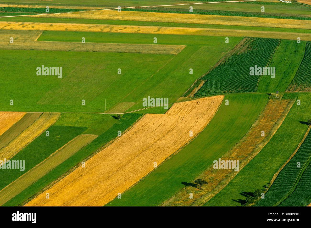 Verdi campi vista aerea prima del raccolto in estate Foto Stock