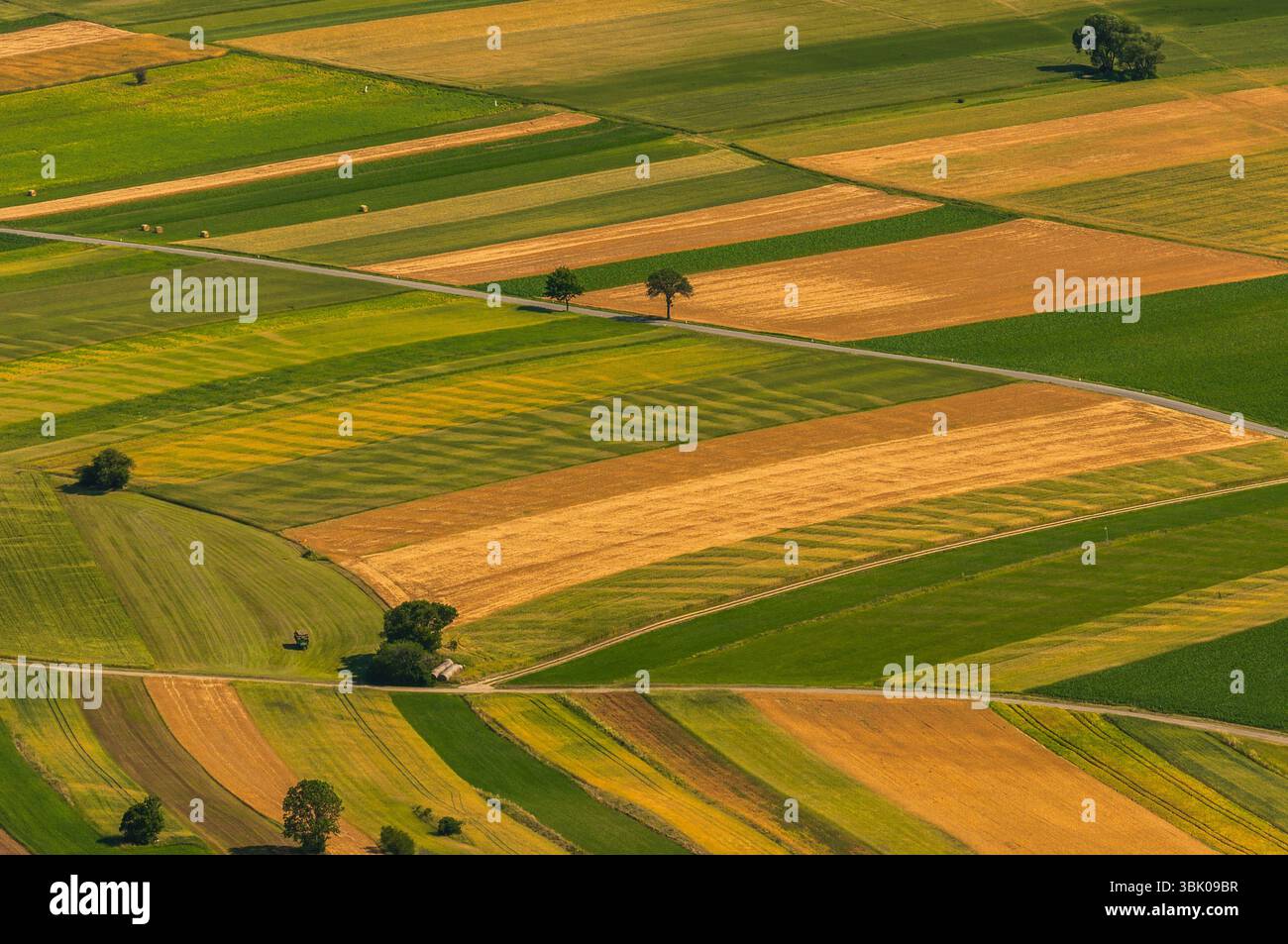 Verdi campi vista aerea prima del raccolto in estate Foto Stock