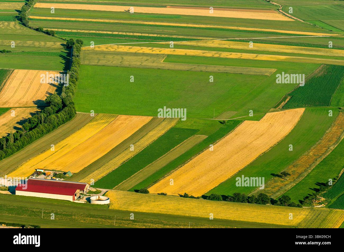 Verdi campi vista aerea prima del raccolto in estate Foto Stock