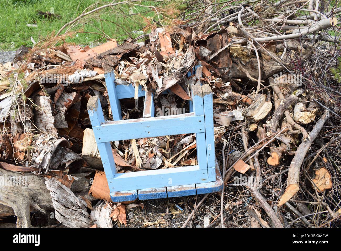 Sedia blu vintage lasciata per decomporsi all'interno di alberi e rami Foto Stock