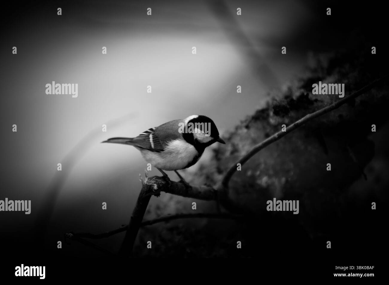 Piccolo uccello seduto sul ramo nel parco Foto Stock