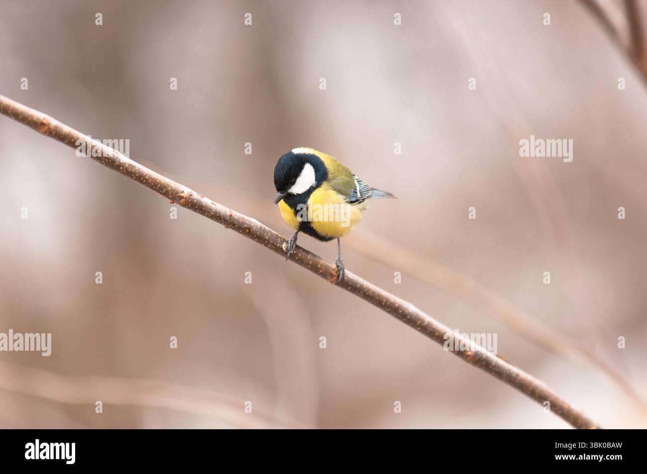 Piccolo uccello seduto sul ramo nel parco Foto Stock