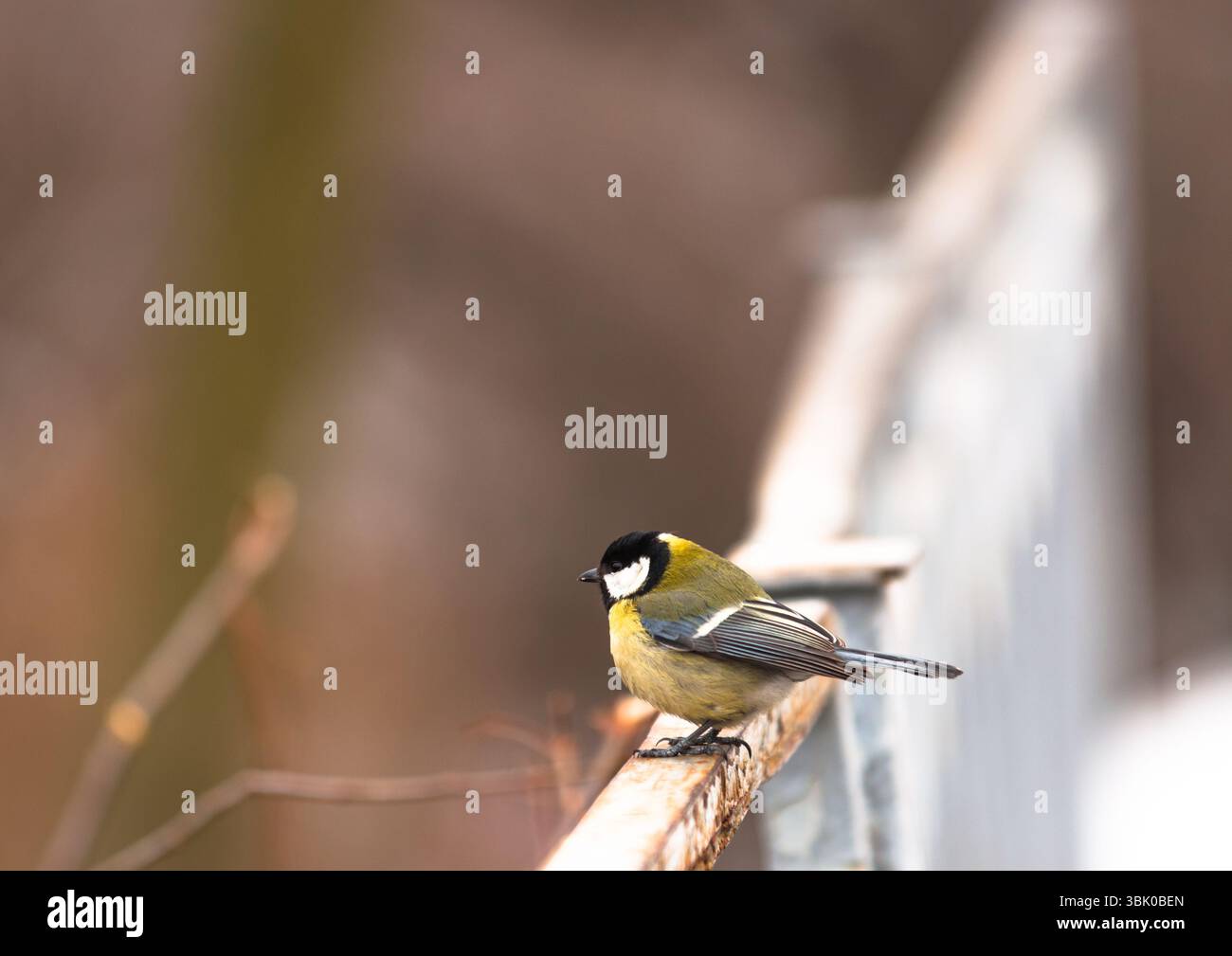 Piccolo uccello seduto sul ramo nel parco Foto Stock