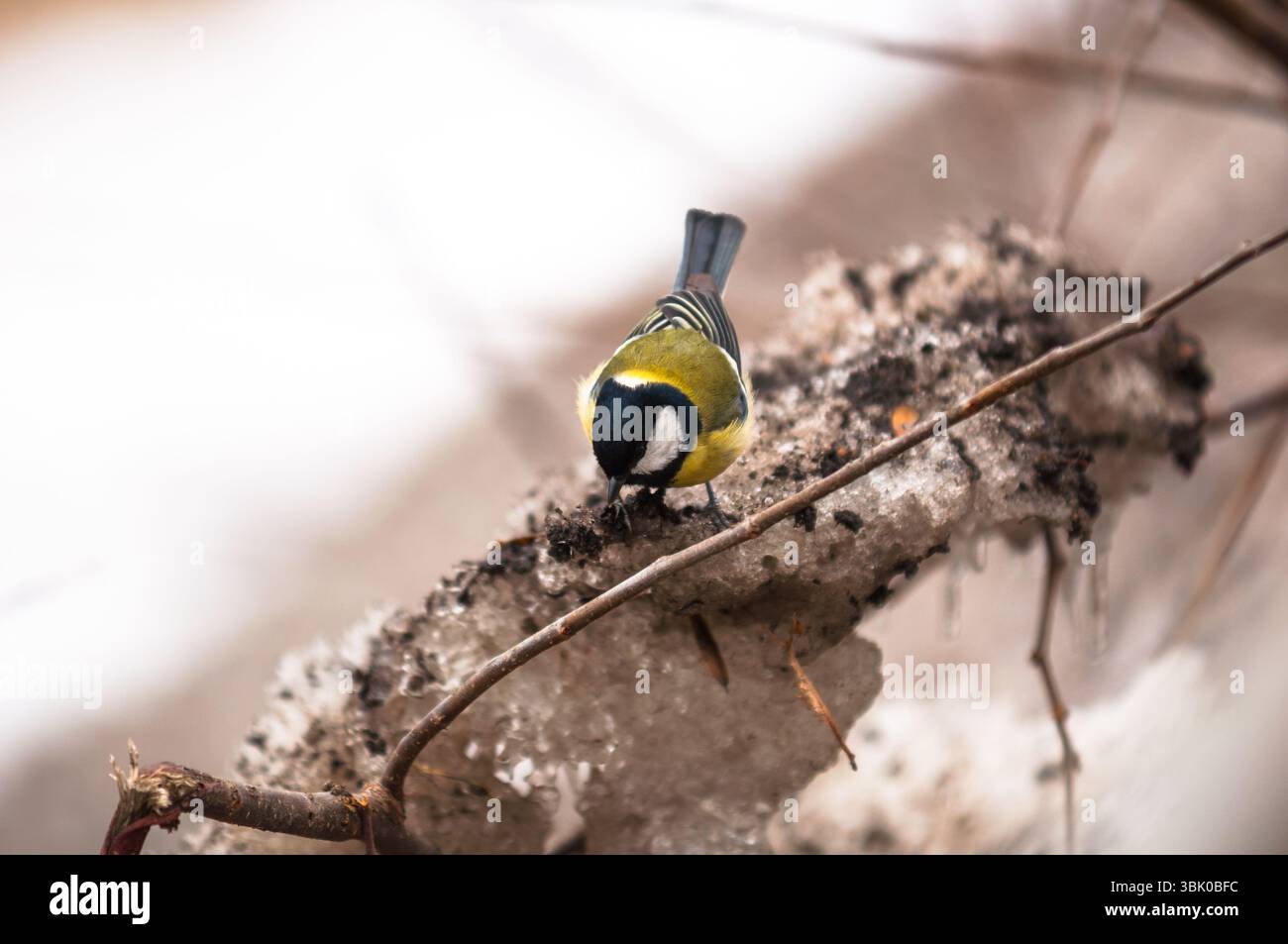 Piccolo uccello seduto sul ramo nel parco Foto Stock