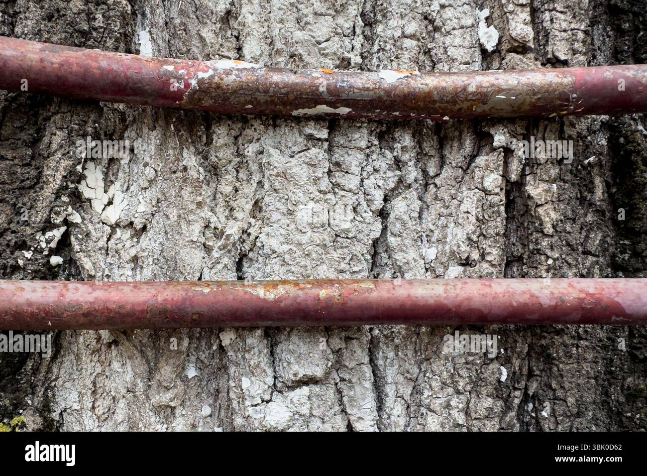 Primo piano di aste di metallo arrugginite fissate alla corteccia dell'albero, mostrando una consistenza naturale e dettagli di corrosione. Adatto per l'uso editoriale e in background. Niente persone Foto Stock
