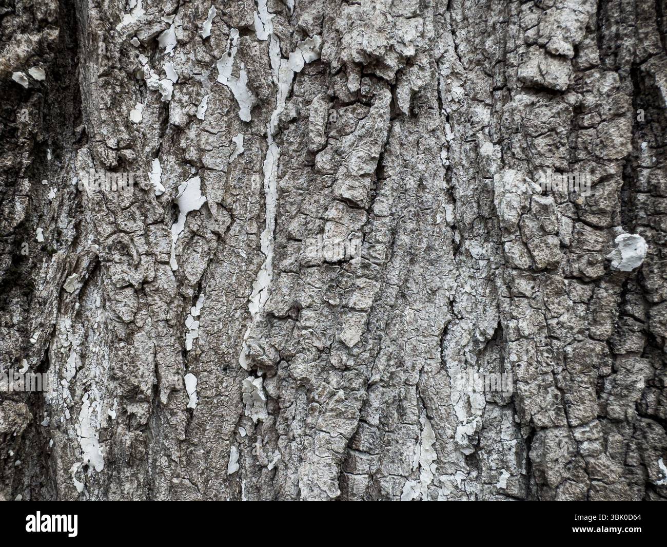 Primo piano della corteccia degli alberi con vernice bianca sbucciata. Struttura in legno naturale adatta per l'uso su sfondo, concetti naturalistici o temi ambientali. Niente persone Foto Stock