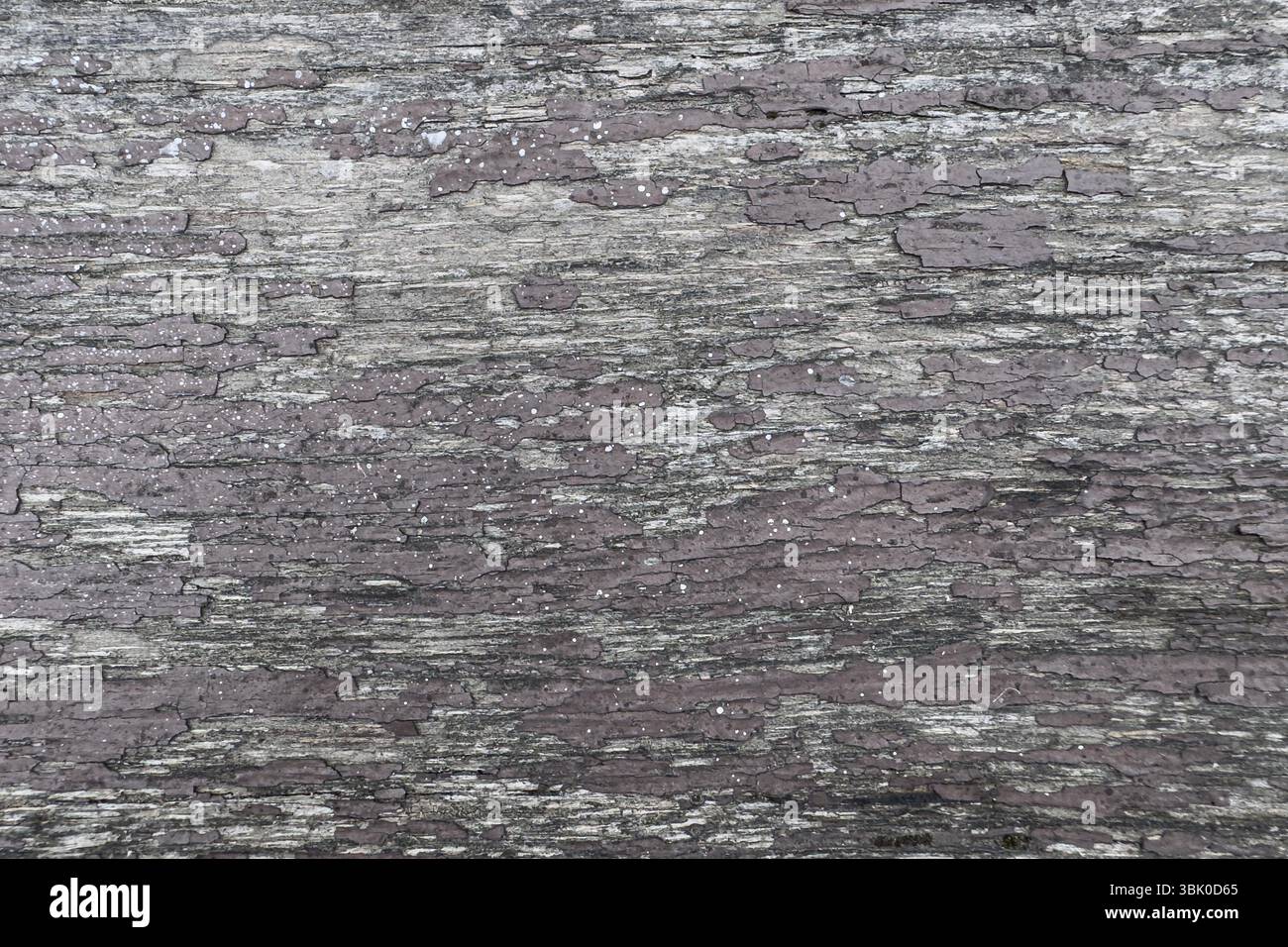 Primo piano di una superficie in legno incrinata e intemprata con vernice sverniciata. Ideale per lo sfondo di progettazione, i temi di decadimento e l'uso astratto. Niente persone. Foto Stock