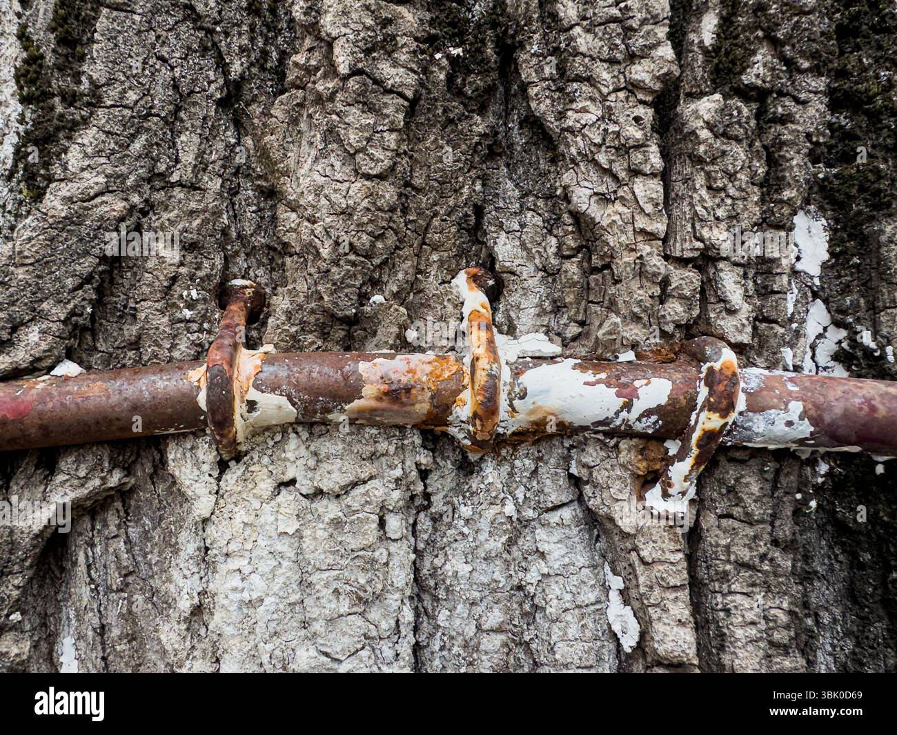 Staffe per tubi arrugginite imbullonate nella corteccia dell'albero con vernice sbucciante. Vista macro che simboleggia il decadimento, la tensione tra la natura e gli elementi artificiali. Foto Stock