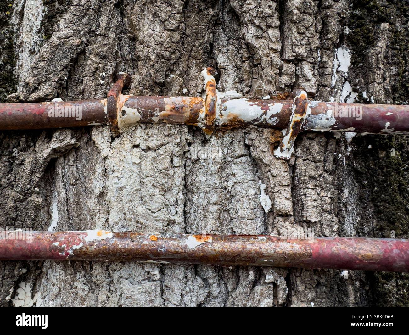 Primo piano di collari e aste arrugginite fissate alla corteccia di alberi con vernice sbucciante. Concetto di decadimento, interferenza umana e resilienza naturale. Foto Stock