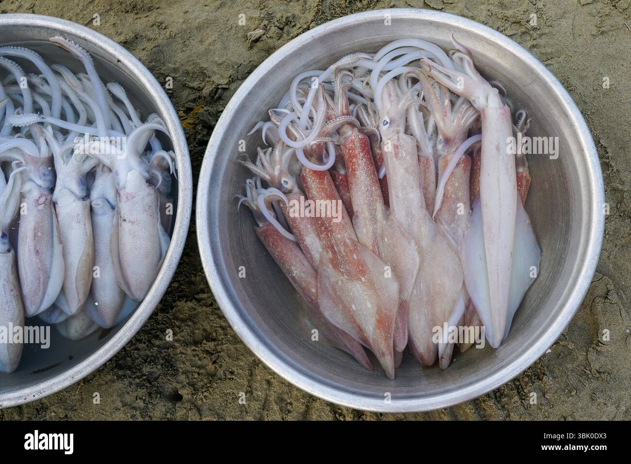 Secchi di calamari appena raccolti si trovano ordinatamente disposti sulla sabbia, con pesce locale proveniente dalla costa di pescatori del Vietnam e dal villaggio di pescatori di Mui ne Foto Stock