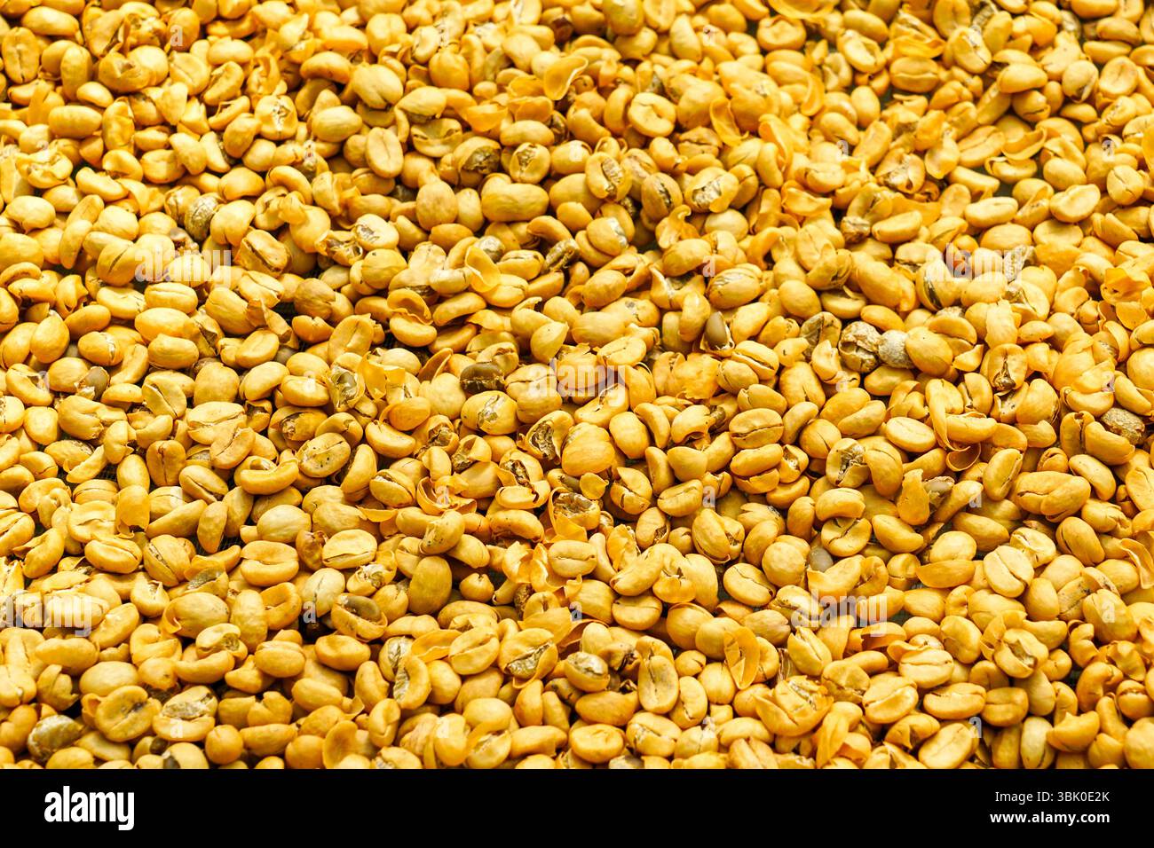 Immagine macro dettagliata dei chicchi di caffè giallo freschi sparsi e essiccati al sole durante la lavorazione post-raccolta in Vietnam Foto Stock