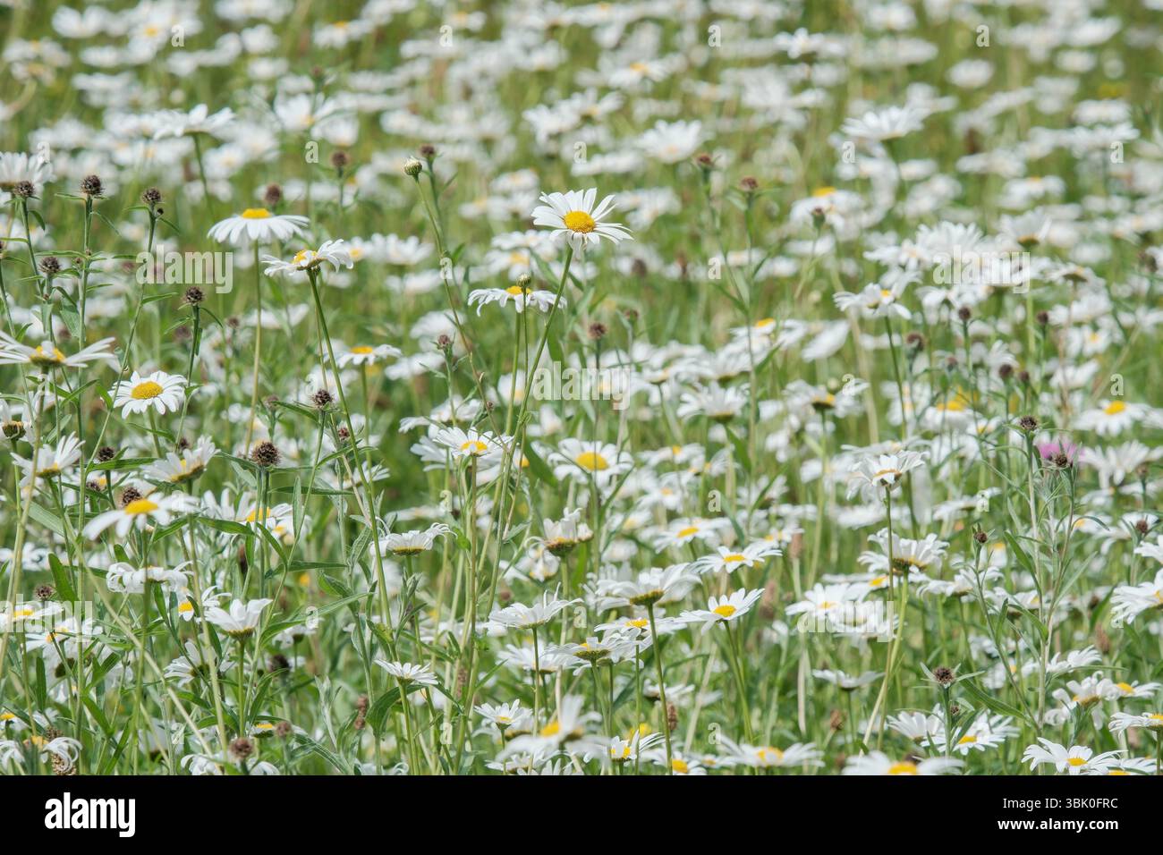 Margherite Oxeye (Leucanthemum vulgare), giardino fiorito di Greenwich Park, Londra Regno Unito. Foto Stock