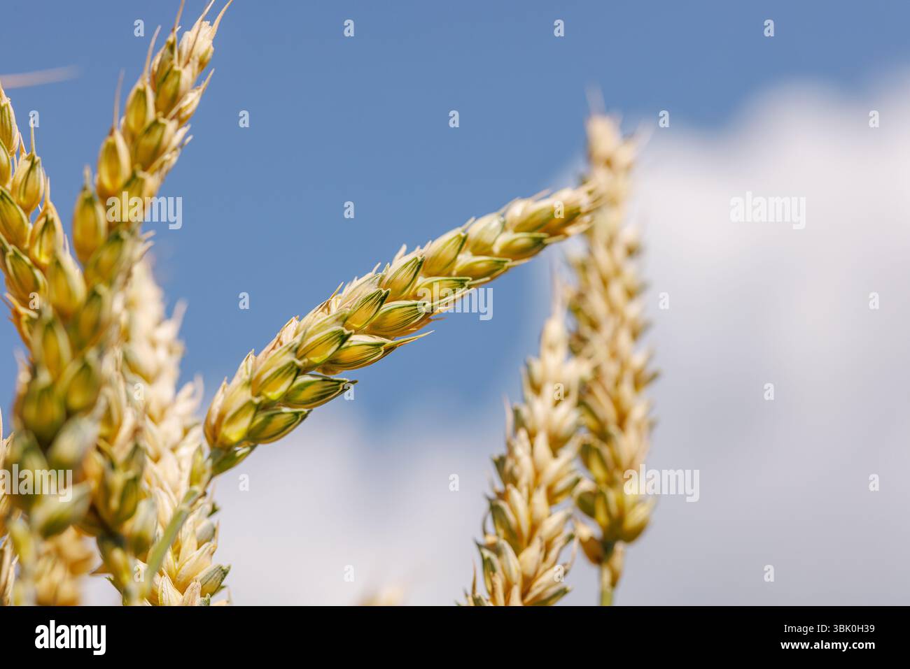 Primo piano di orecchie di grano dorato con sfondo blu del cielo, simbolo dell'agricoltura, del raccolto e delle colture di grano biologico. Foto Stock