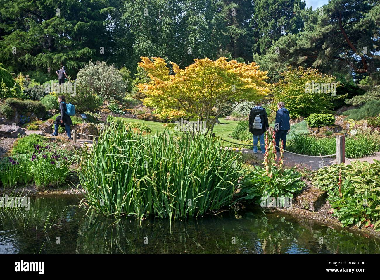 Parte del Rock Garden nel Royal Botanic Garden di Edimburgo (RBGE), Scozia, Regno Unito. Foto Stock