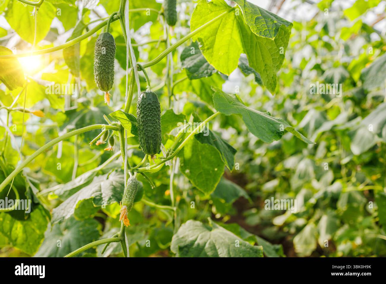 Primo piano dei cetrioli biologici freschi che maturano sulla vite in una serra, evidenziando l'agricoltura naturale e le pratiche agricole ecocompatibili. Foto Stock
