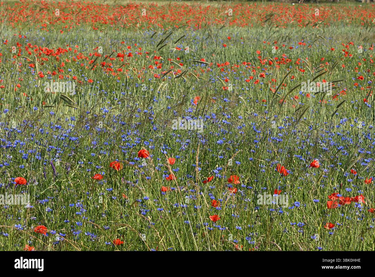 Un colorato prato estivo pieno di papaveri rossi in fiore (Papaver rhoeas) e fiori di mais blu (Centaurea cyanus) Foto Stock